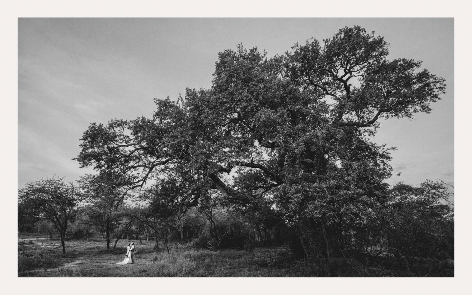 Wedding couple beneath a monumental tree in the African bush — Ben Viljoen Photography