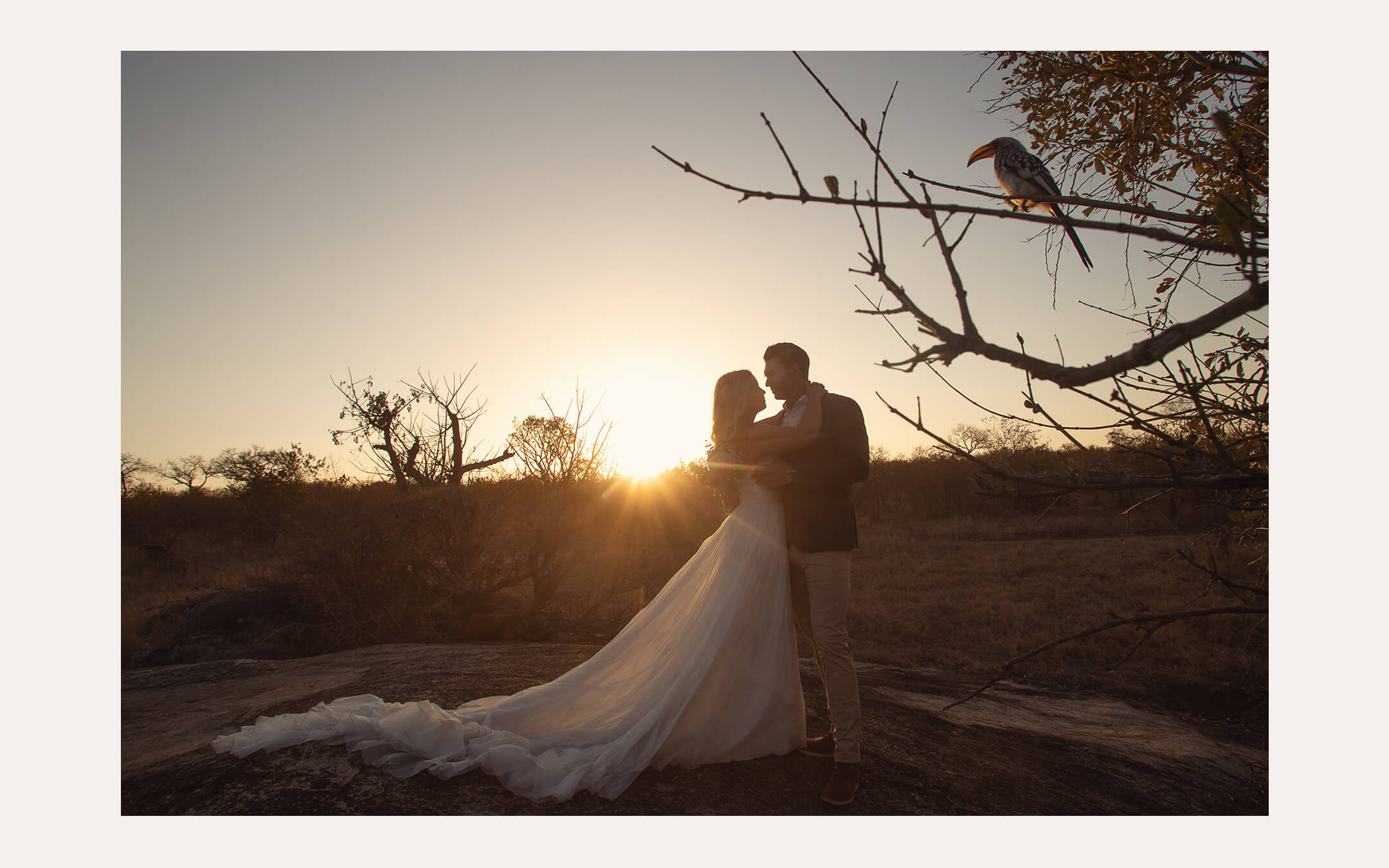 Couple embracing at sunset in the bush with a hornbill on a branch above them. Ben Viljoen Photography